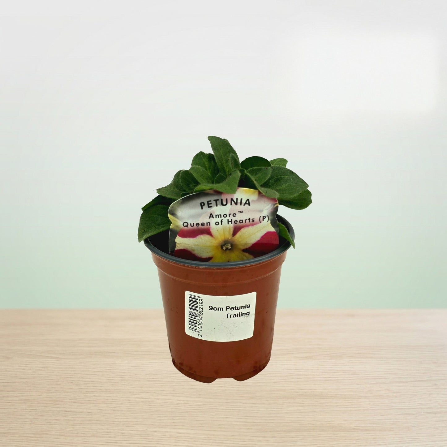 Potted petunia plant with a label on a light surface