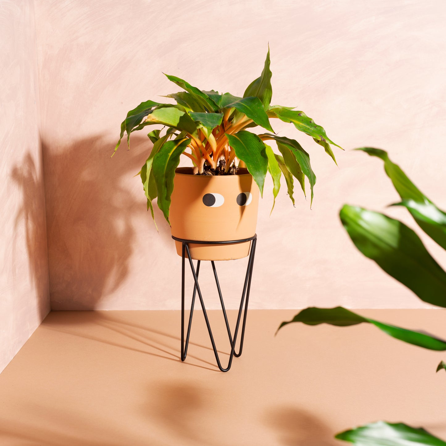 Orange planter with eyes, on a black wire stand, with green leaves, on a pink background