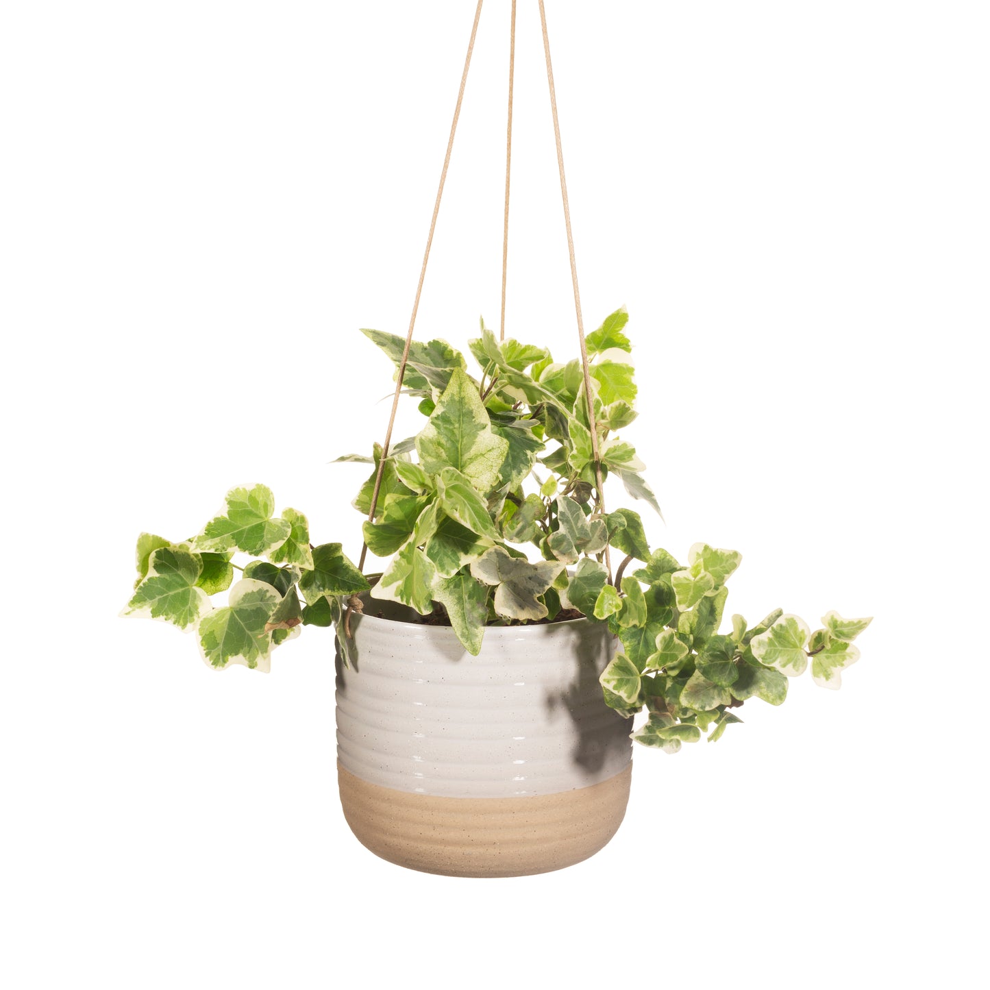 Hanging potted plant with green leaves on a white background