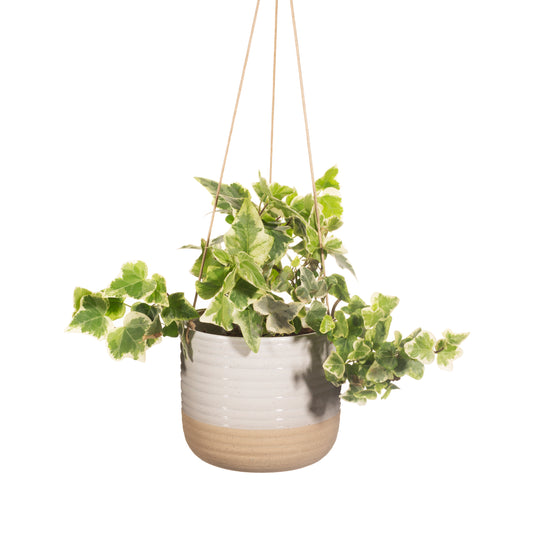 Hanging potted plant with green leaves on a white background
