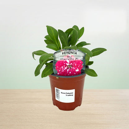 Potted plant with a clear container on top displaying pink flowers, set against a light background.