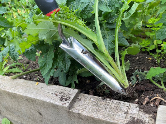 Gardening trowel being used to dig into soil with plants in a garden bed.