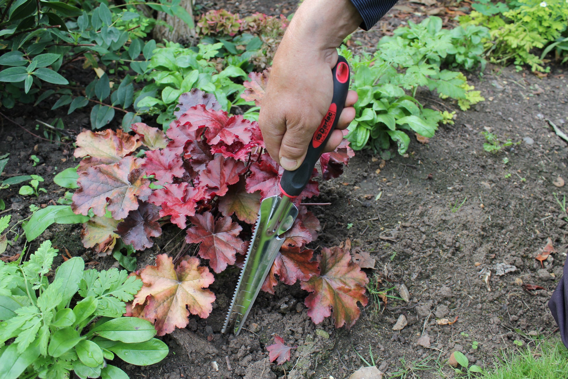 Hand using garden shears to trim a plant in a garden setting