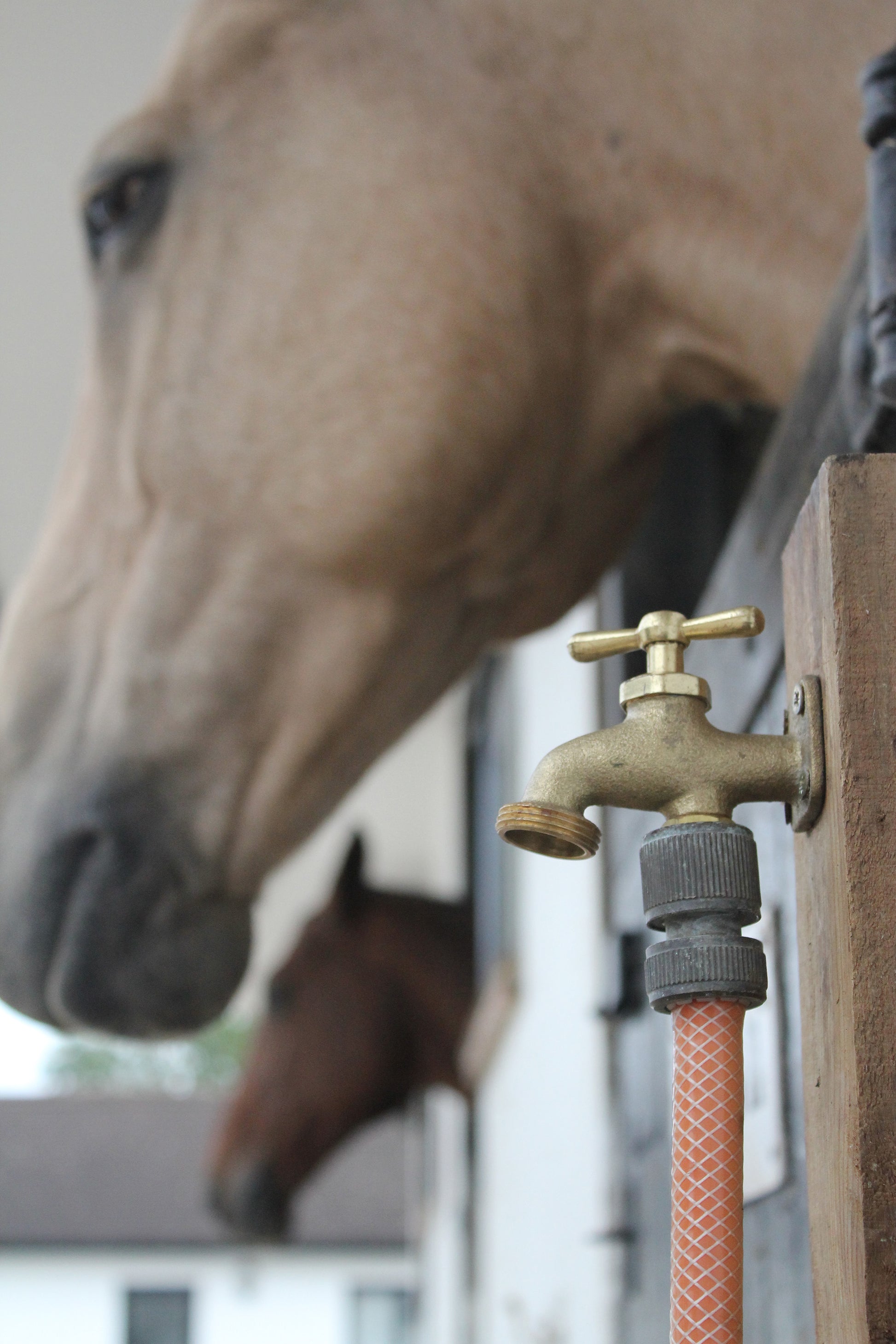 Horse drinking water from a faucet with a hose attached, blurred background