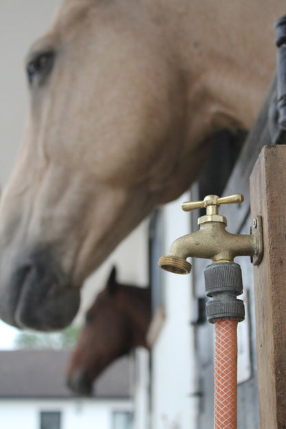 Horse drinking water from a faucet with a hose attached, blurred background