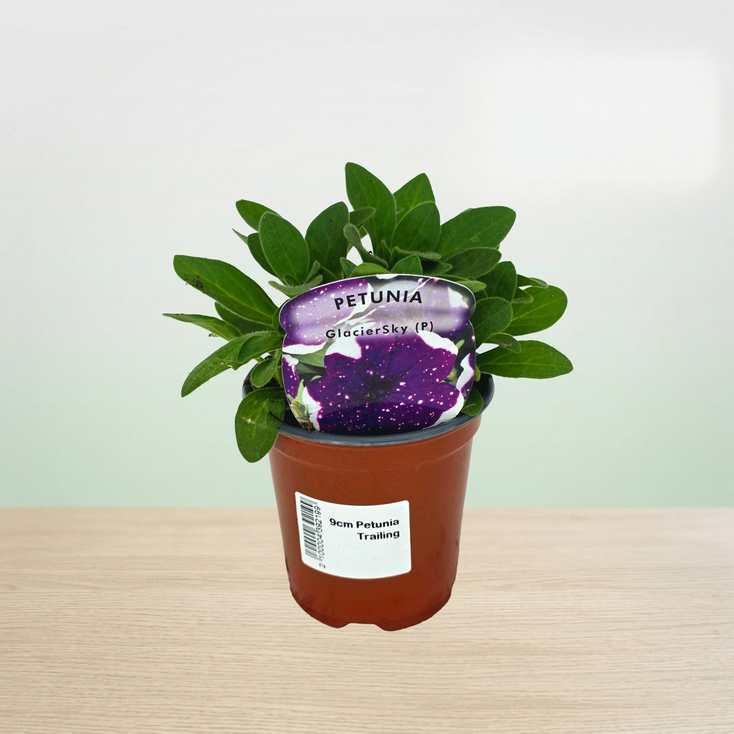 Potted petunia plant with a decorative rock on top against a light background