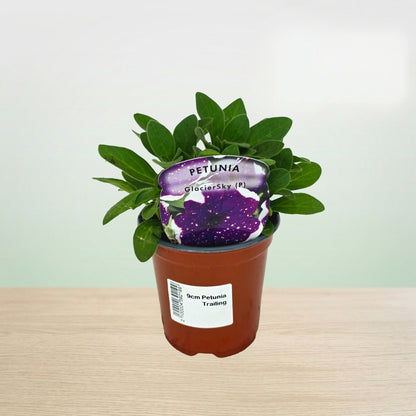 Potted petunia plant with a decorative rock on top against a light background