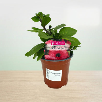Potted plant with a visible label on a light surface