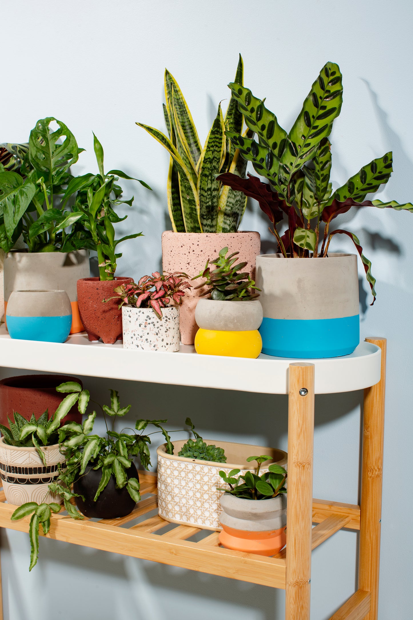 Plant pot cover with plant sticking out the top, on a shelf with other pots