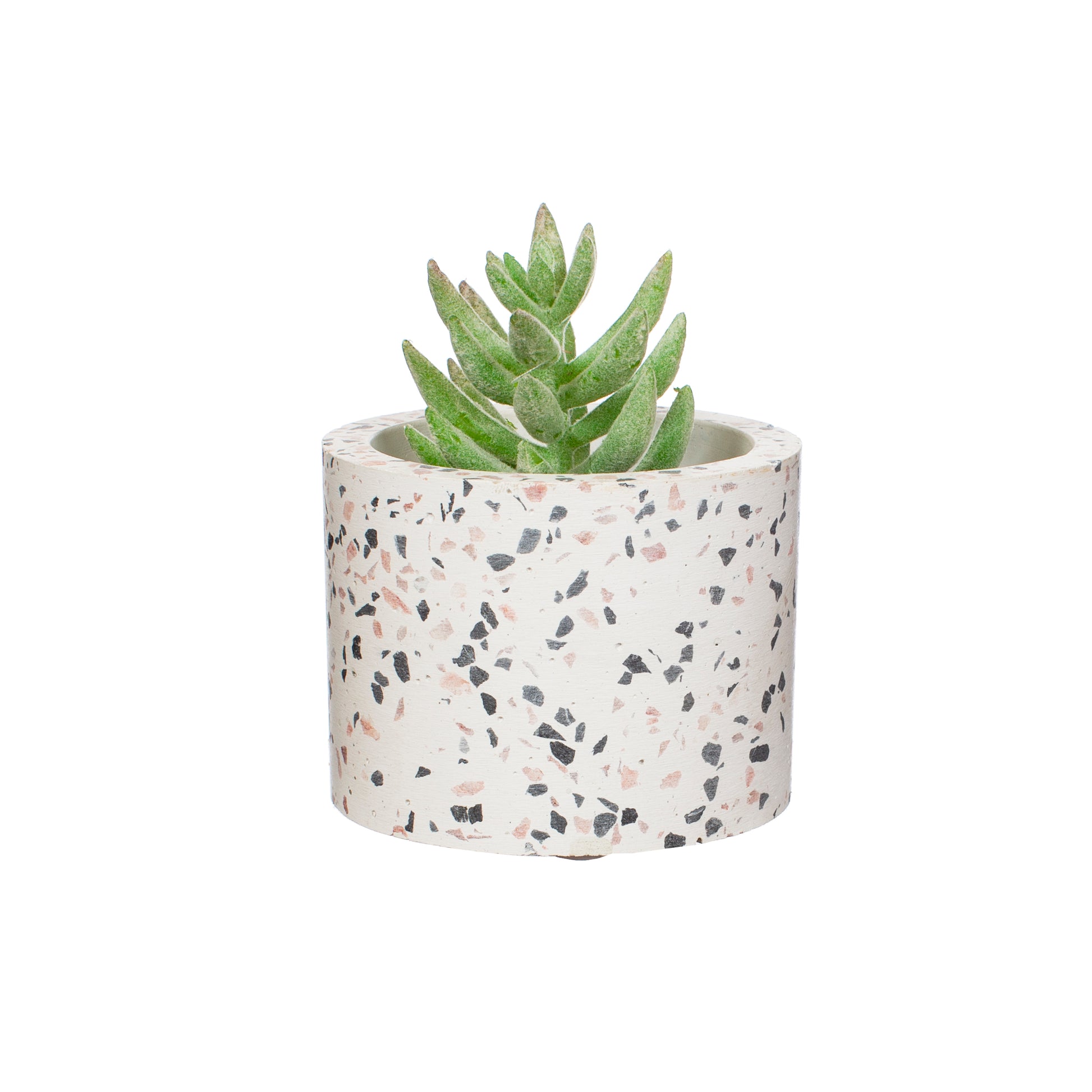 Plant pot cover with plant sticking out the top, on a white background