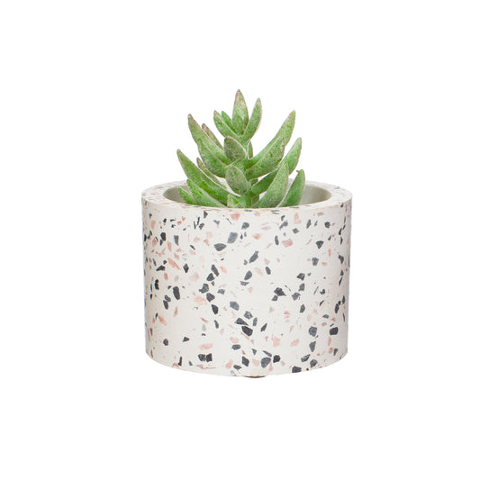 Plant pot cover with plant sticking out the top, on a white background