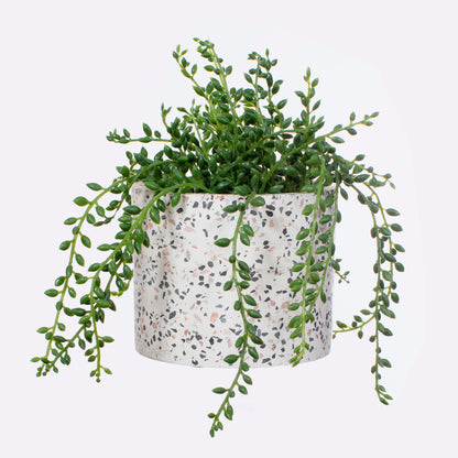 Plant pot cover with a green plant sticking out, on a white background