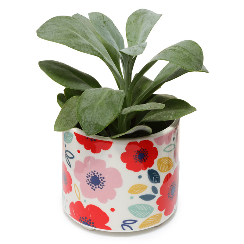 Potted plant in a colorful floral pot on a white background
