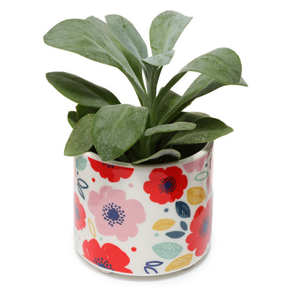 Potted plant in a colorful floral pot on a white background