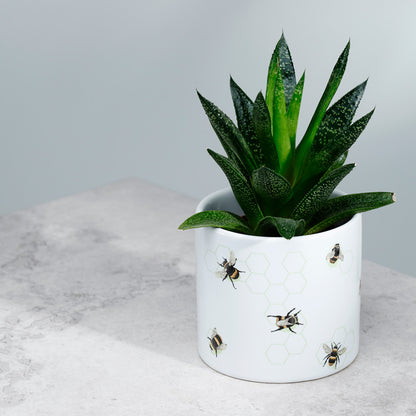 Potted plant in a white pot with bee designs on a light gray background