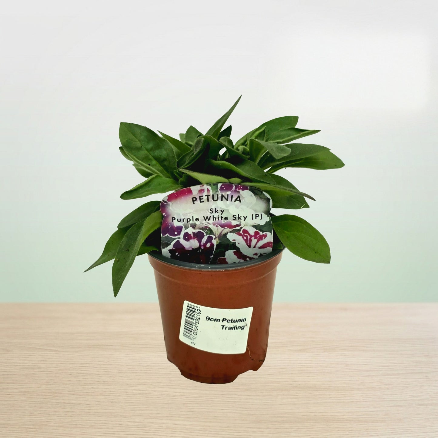 Potted petunia plant with a decorative label on a wooden surface