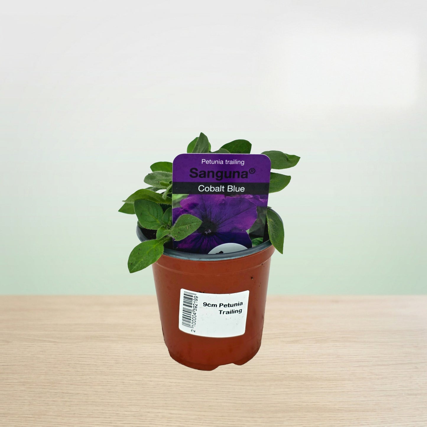 Potted plant with a purple tag on a wooden surface