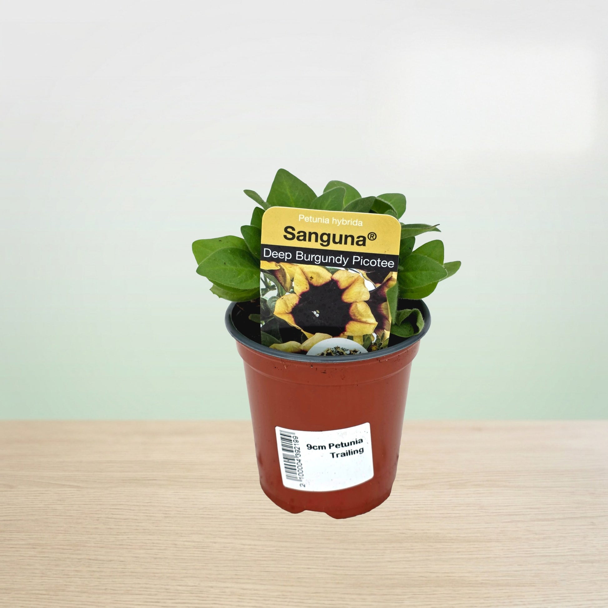 Potted plant with a Sangua label on a light background