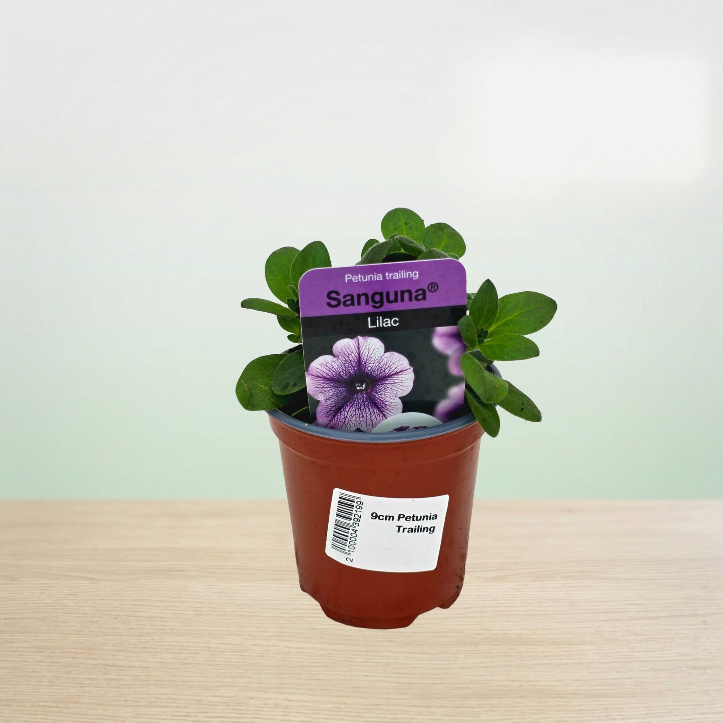 Potted plant with a purple label on a light background
