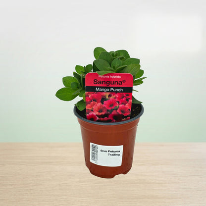 Potted plant with a red tag labeled 'Sanguna' on a light wooden surface.
