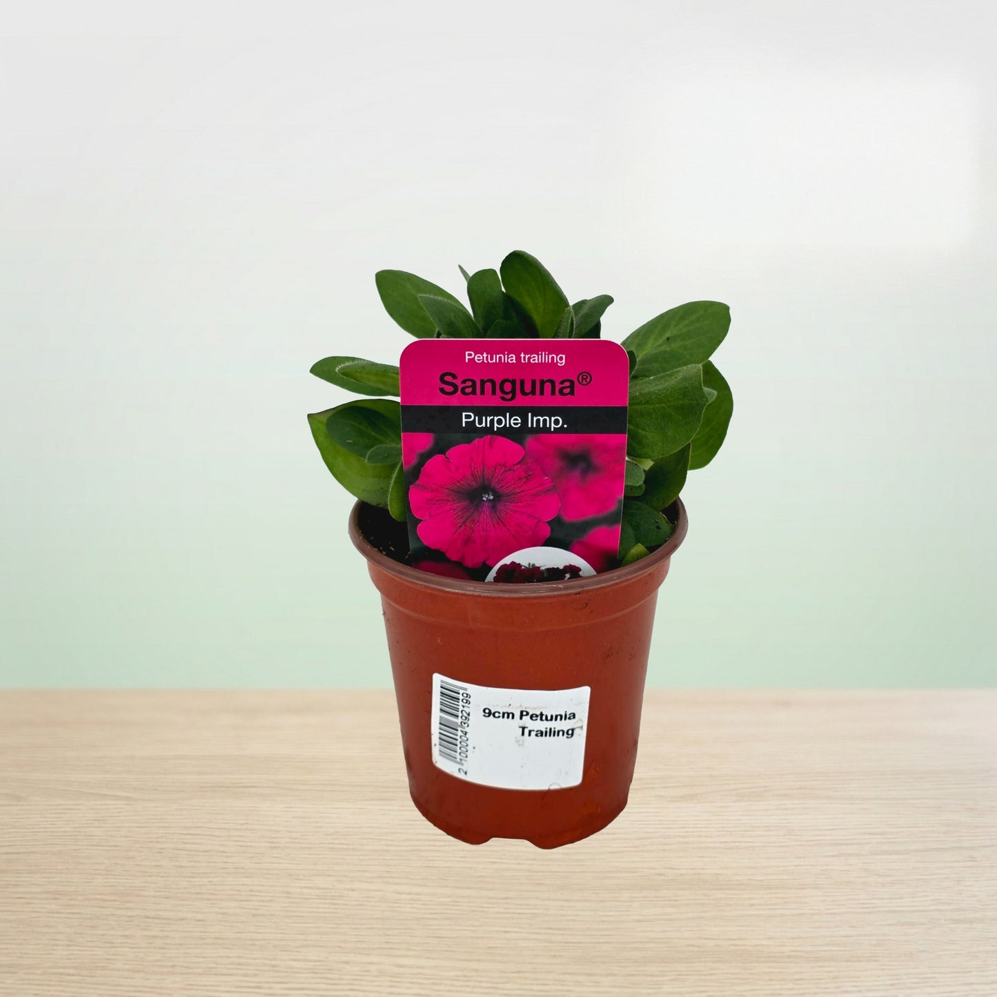 Potted plant with a pink tag on a wooden surface
