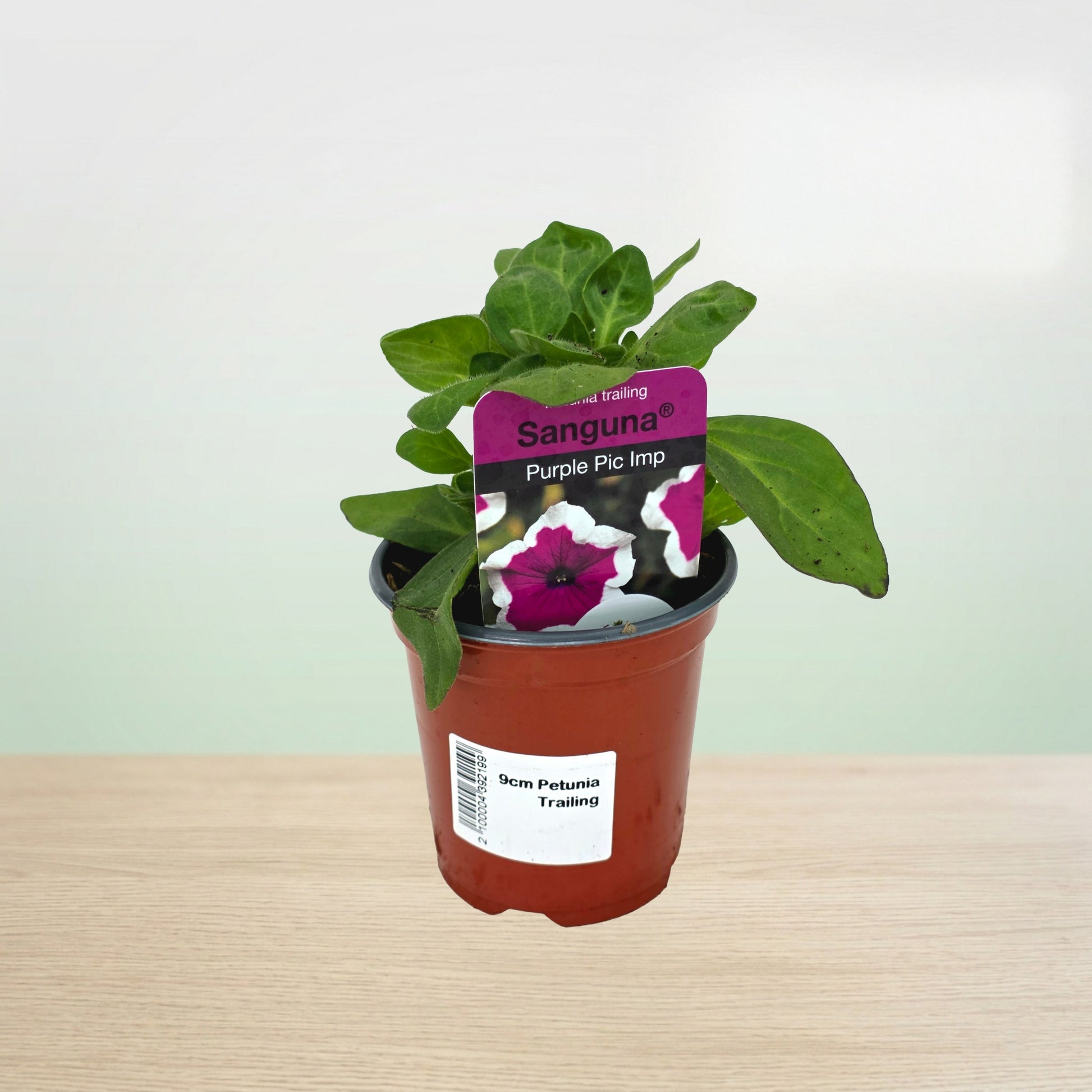 Potted plant with a purple label on a wooden surface and light green background