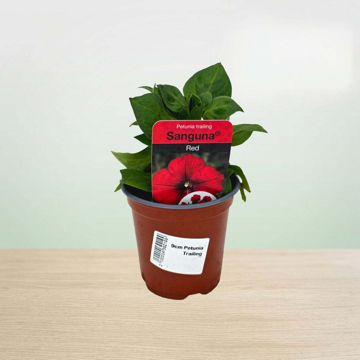 Potted plant with a red flower tag on a light background