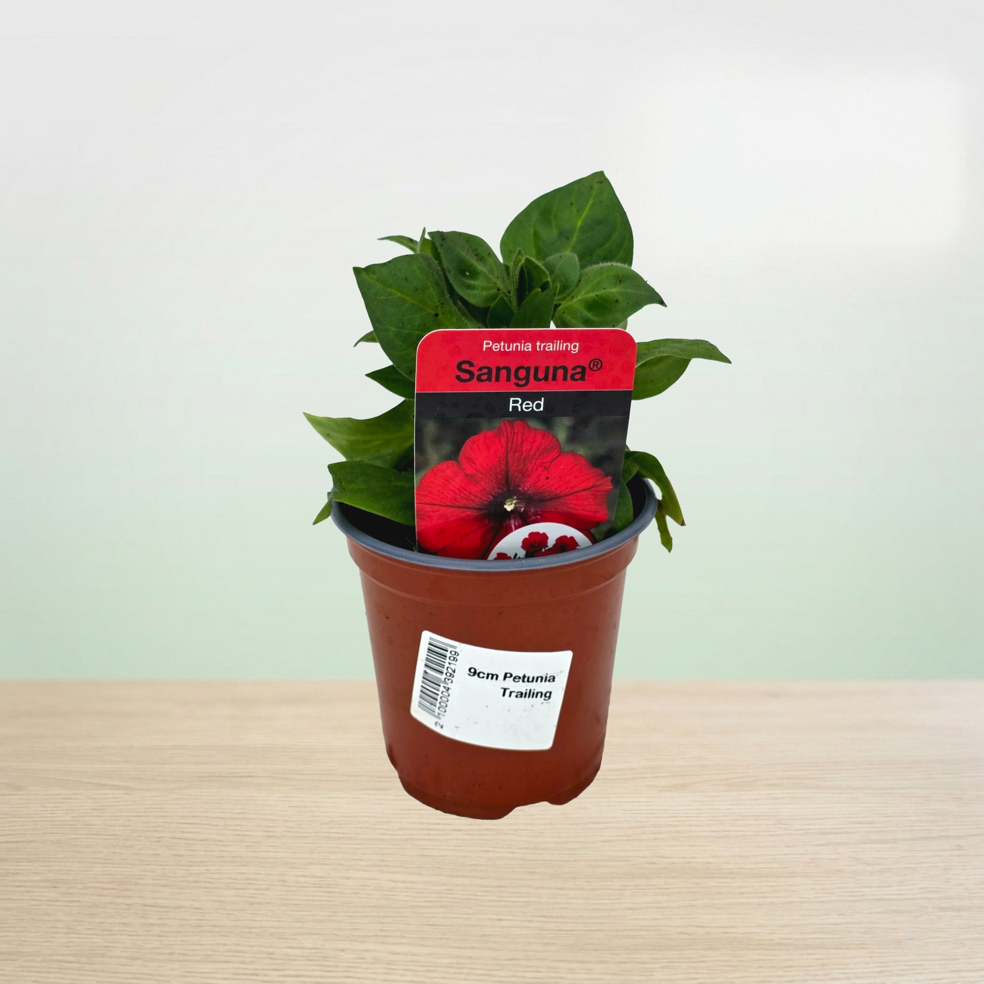 Potted plant with a red flower tag on a light background