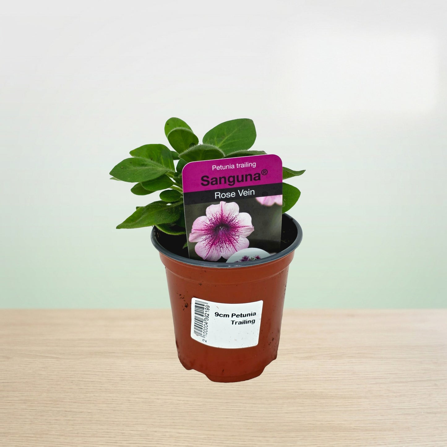 Potted plant with a purple tag on a wooden surface