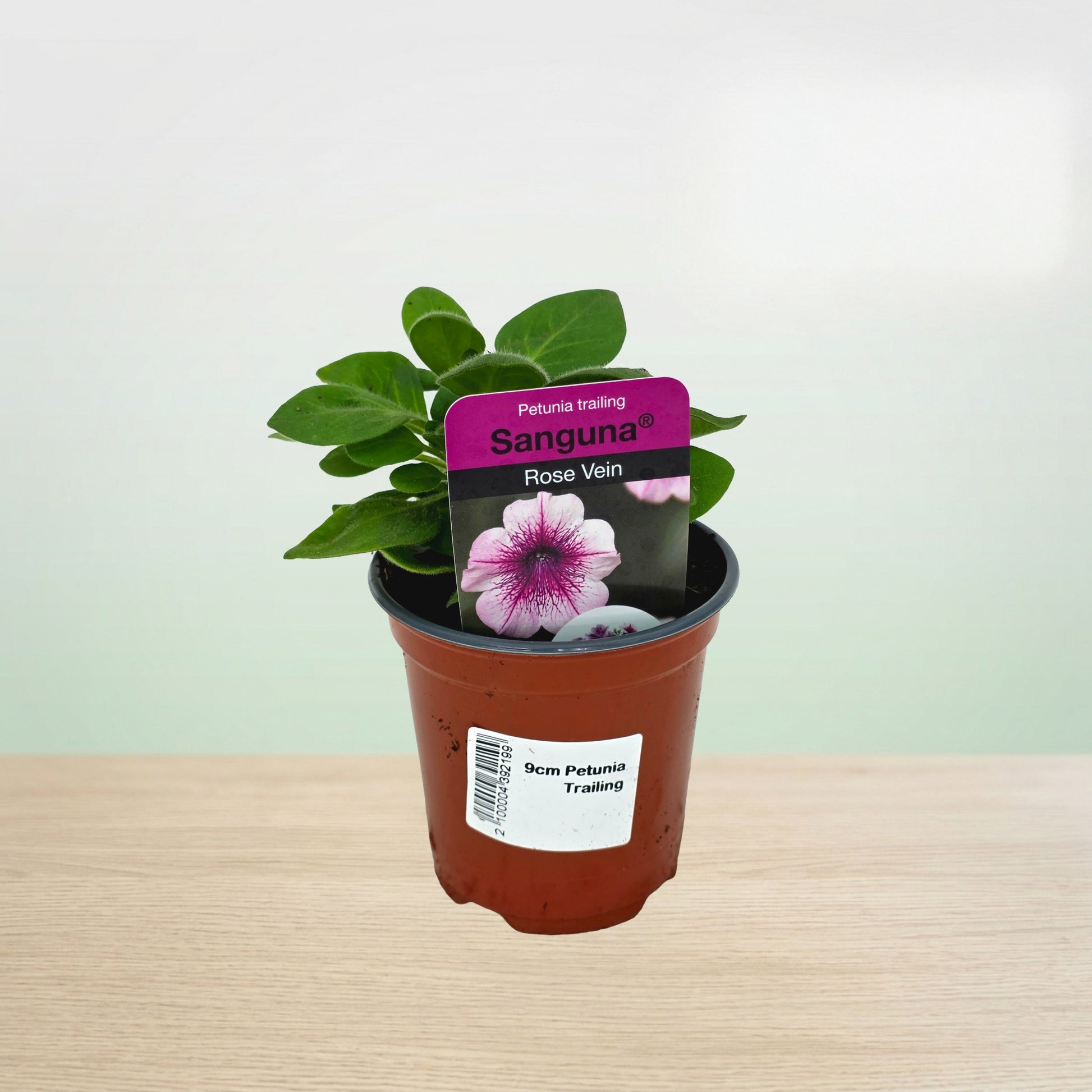 Potted plant with a purple tag on a wooden surface