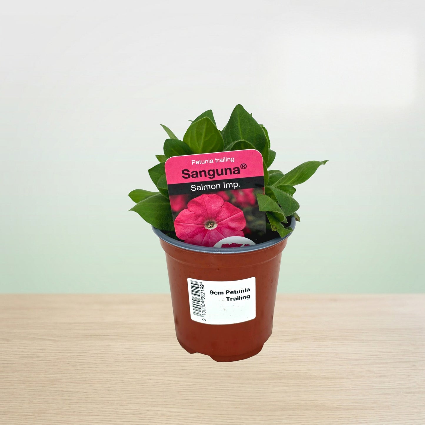 Potted plant with a pink flower and a label on a light background