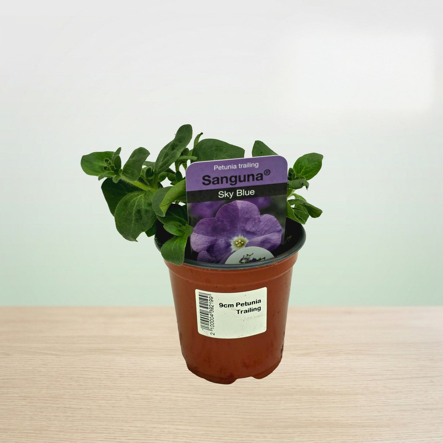 Potted plant with a purple tag labeled 'Sanguna Sky Blue' on a light wooden surface.