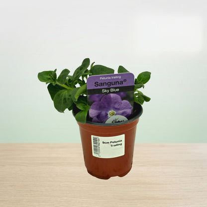 Potted plant with a purple tag labeled 'Sanguna Sky Blue' on a light wooden surface.