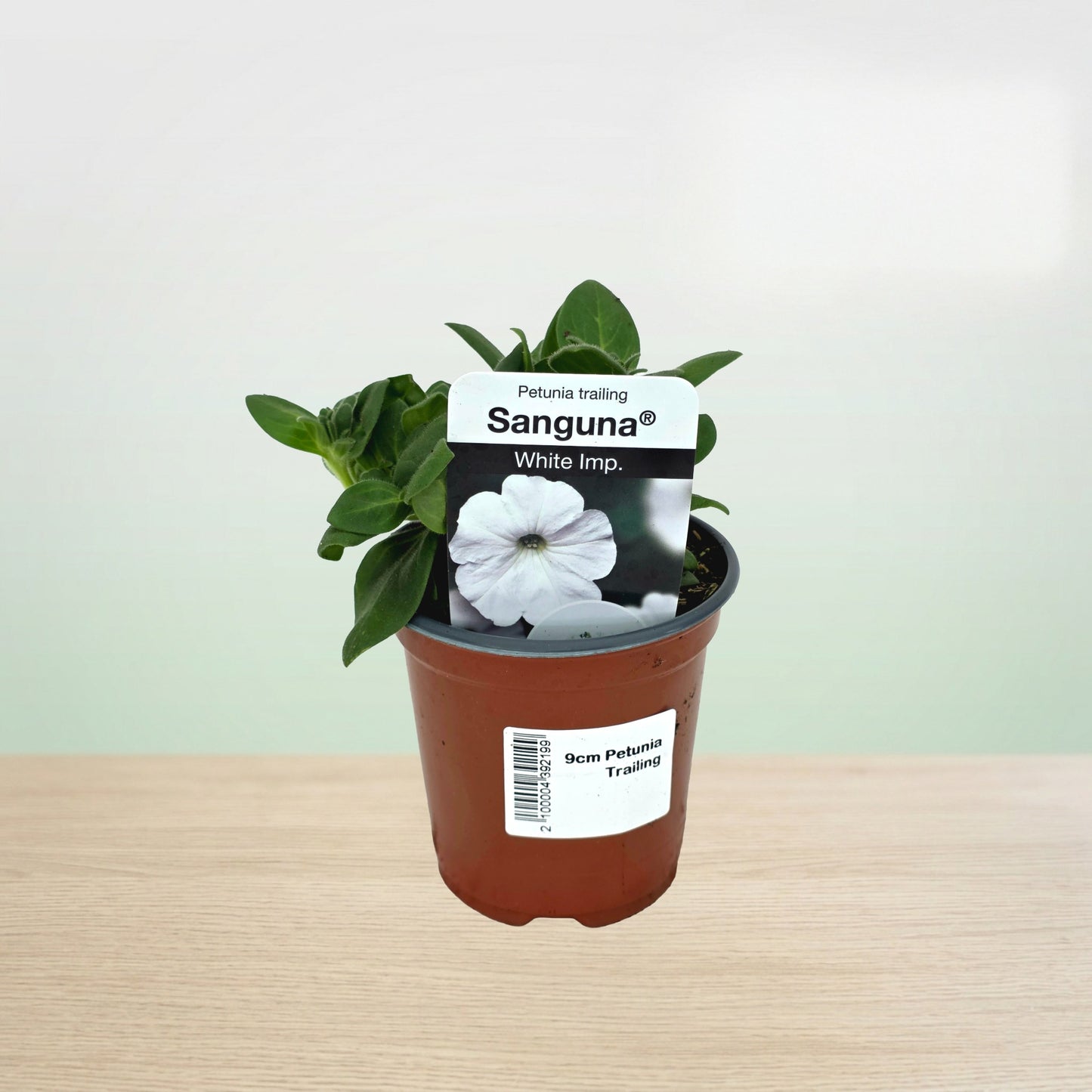 Potted plant with a white flower labeled 'Sanguna' on a wooden surface.