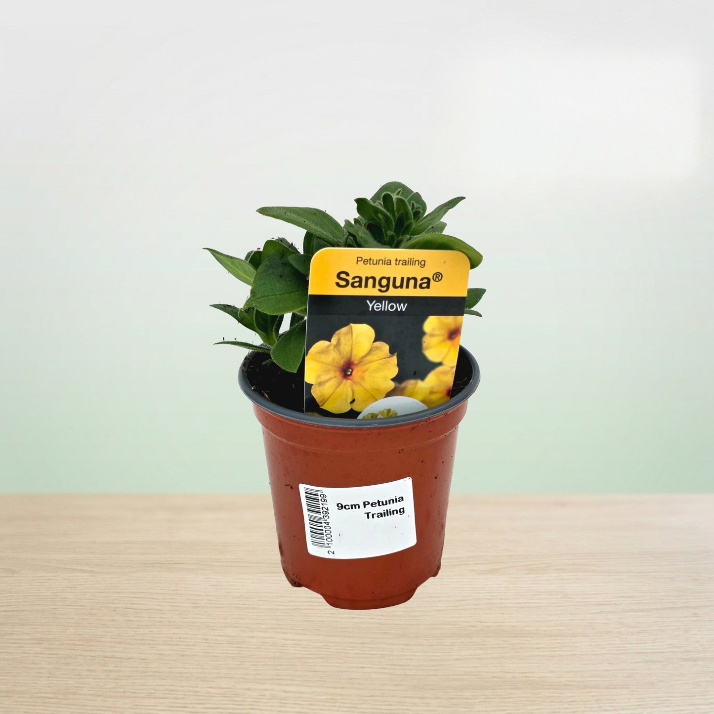 Potted plant with a Sangua tag on a light surface and light background