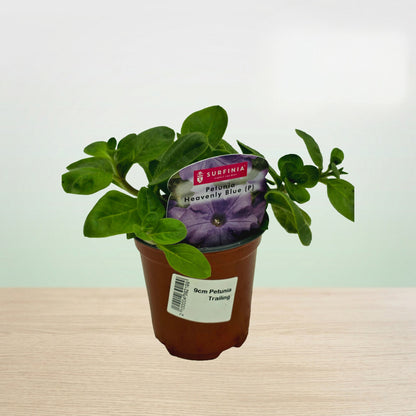 Potted plant with a purple flower label on a light surface