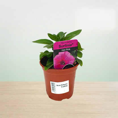 Potted plant with a Surfina hot pink flower seed packet on a light background