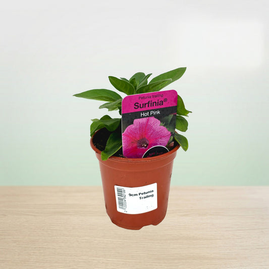 Potted plant with a Surfina hot pink flower seed packet on a light background
