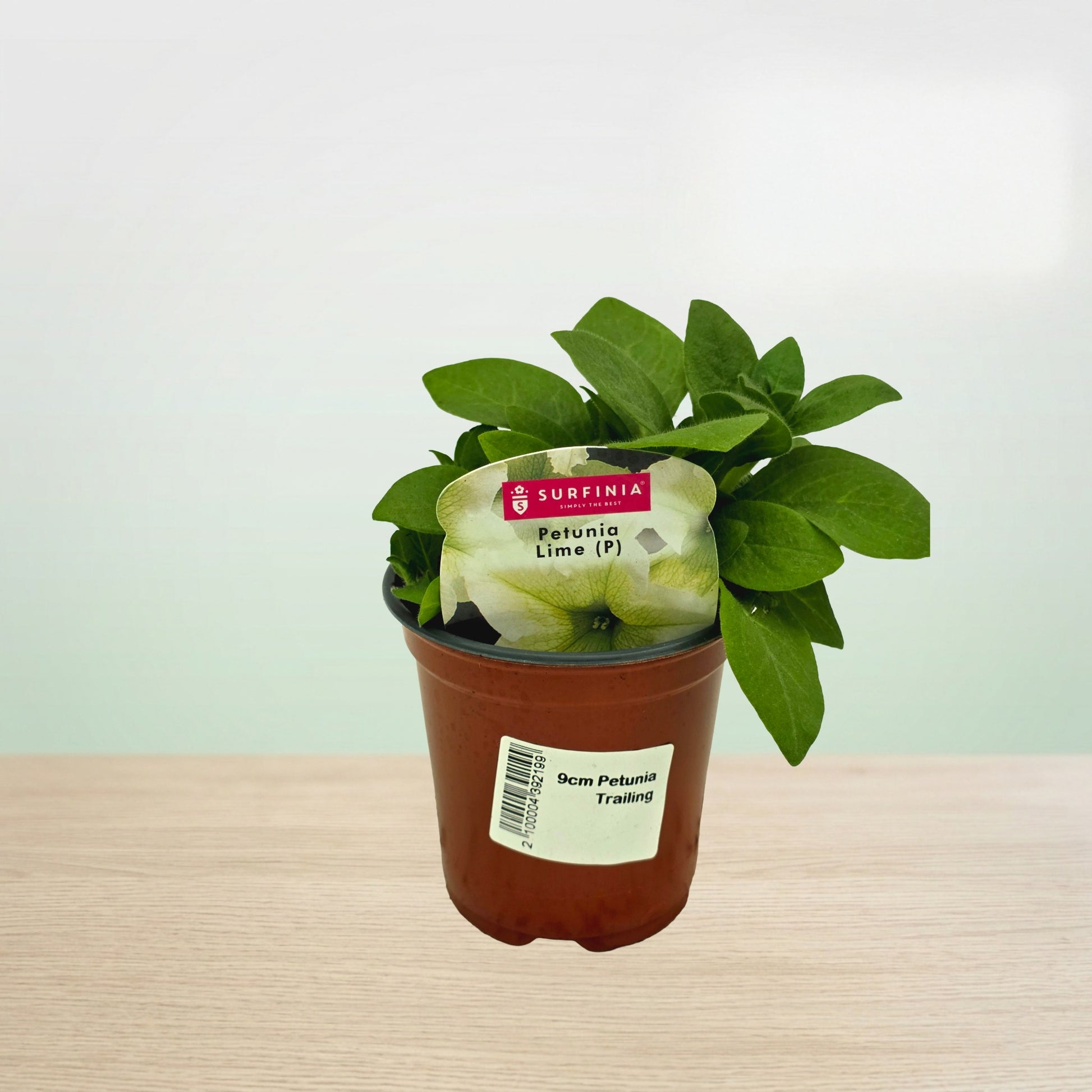 Potted plant with a visible label on a light background