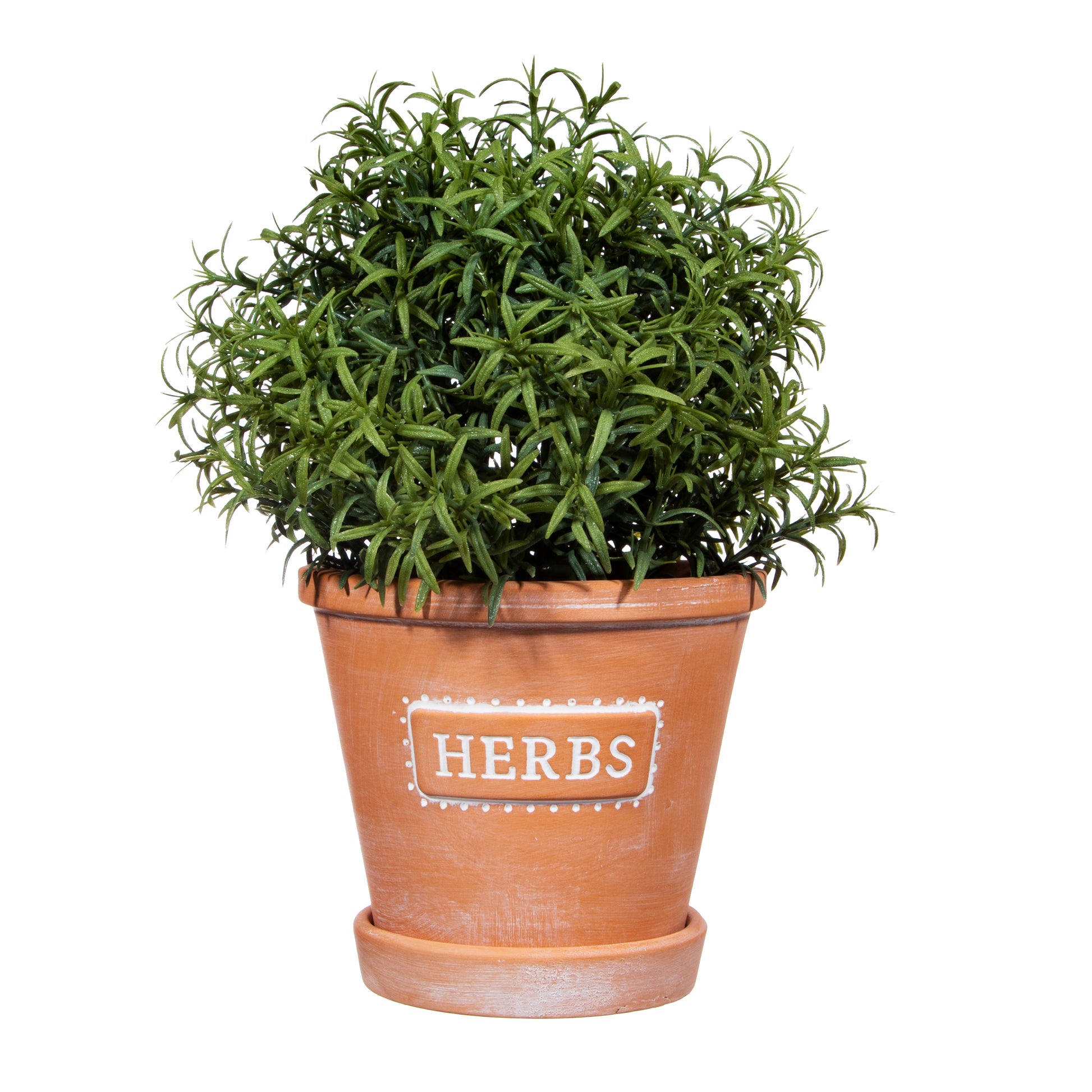 Potted plant labeled 'Herbs' on a white background