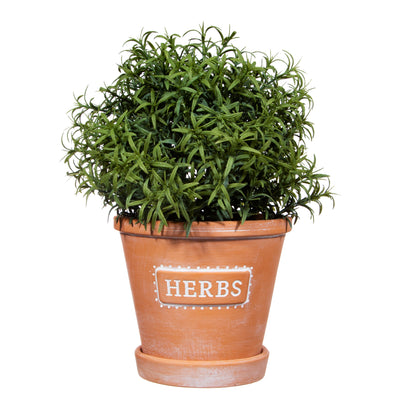 Potted plant labeled 'Herbs' on a white background