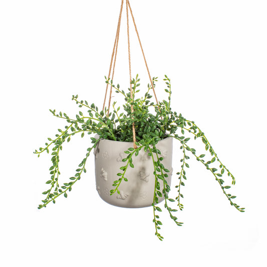 Hanging planter with a plant inside, on a white background