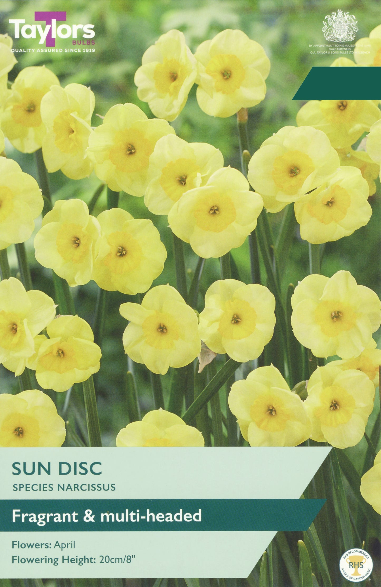 Seed packet for Taylors Sun Disc Fragrant & multi-headed Narcissus species narcissus, featuring a close-up photo of bright yellow daffodils on the front with product details at the bottom.