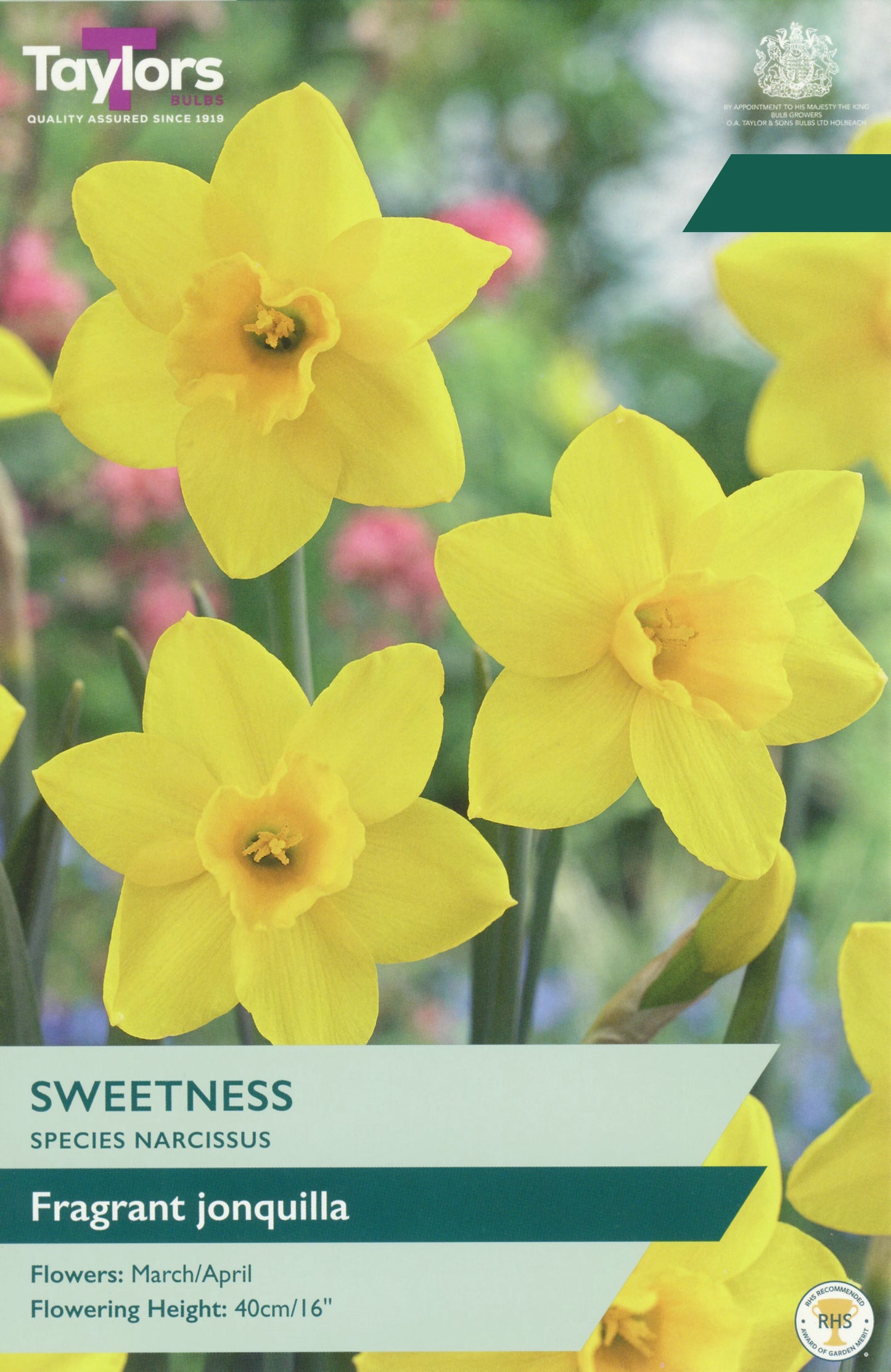 Taylor's Sweetness Fragrant Jonquilla daffodil seed packet cover, featuring bright yellow flowers on a soft green and pink blurred background with product details at the bottom.