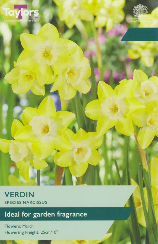 Garden packaging for Verdin Species Narcissus with yellow flowers.