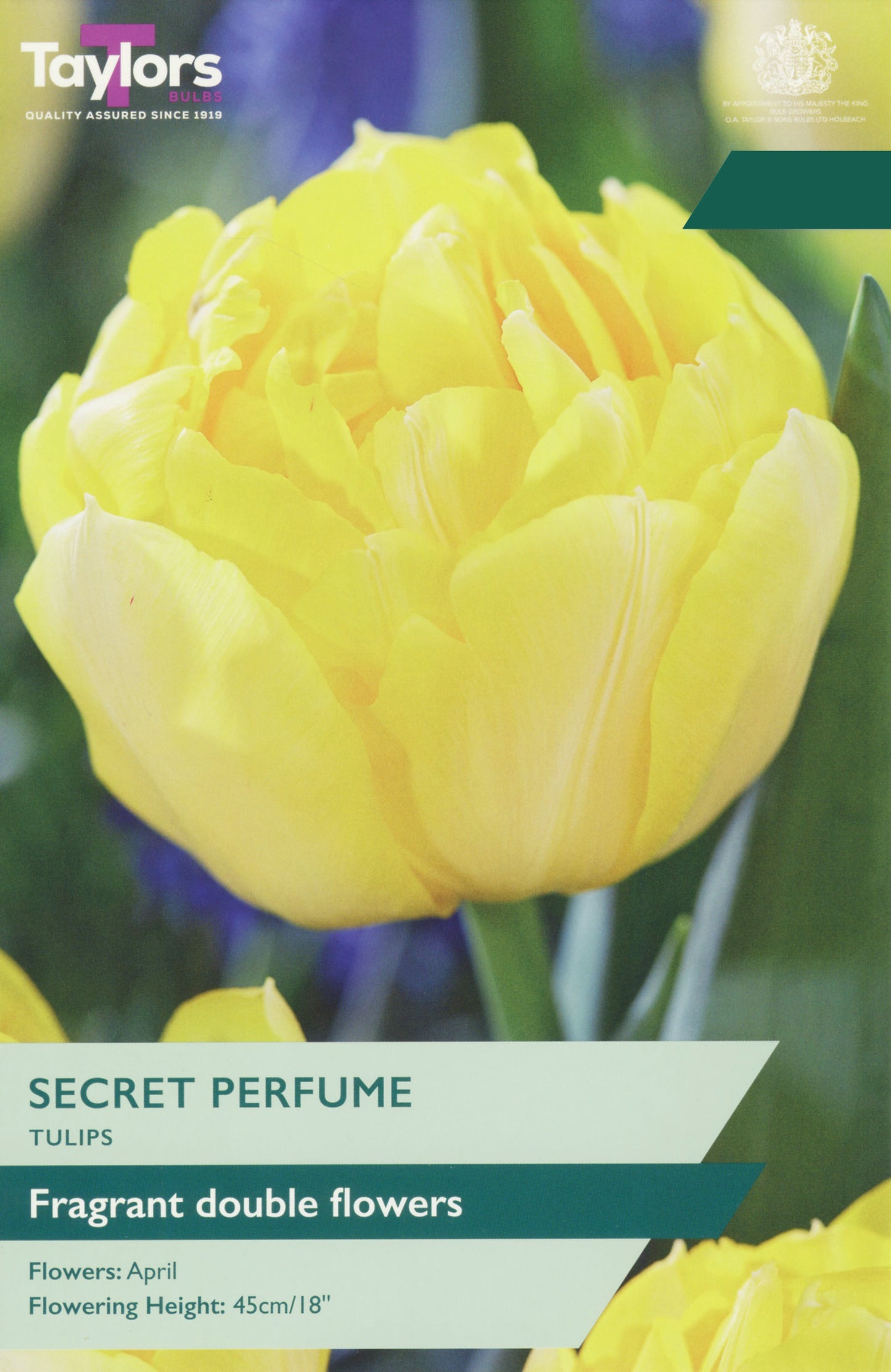 A tulip flower close-up with text overlay reading 'Taylors Secret Perfume Tulips Fragrant double flowers' and 'Flowers: April / Flowering Height: 45cm/18"'.