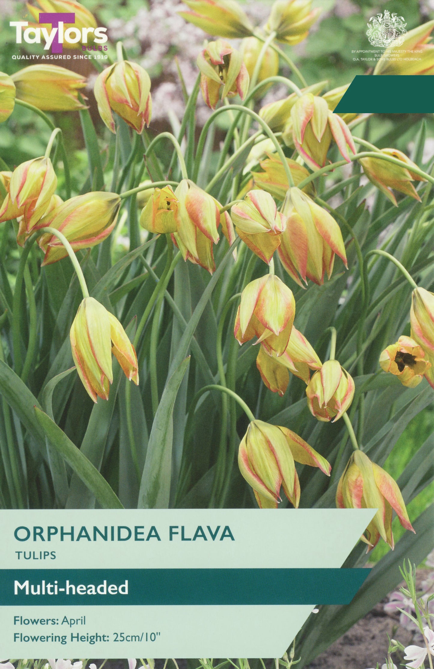 A tulip flower label for Taylors Orphanidea Flava multi-headed tulips, showing yellow-orange striped flowers with green leaves and stems on a garden background.
