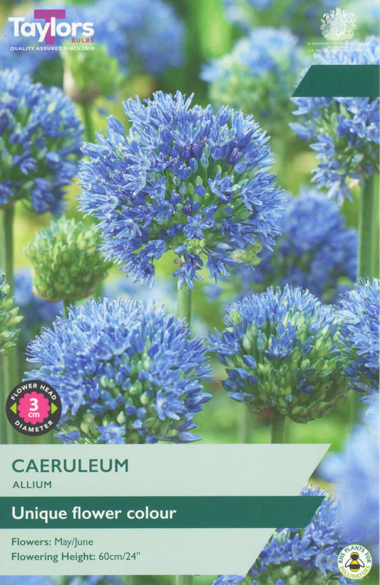 Seed packet for Taylor's Caeruleum Allium, featuring a close-up of blue-purple flower heads on a green background, with product text including 'Unique flower colour' and flowering dates.