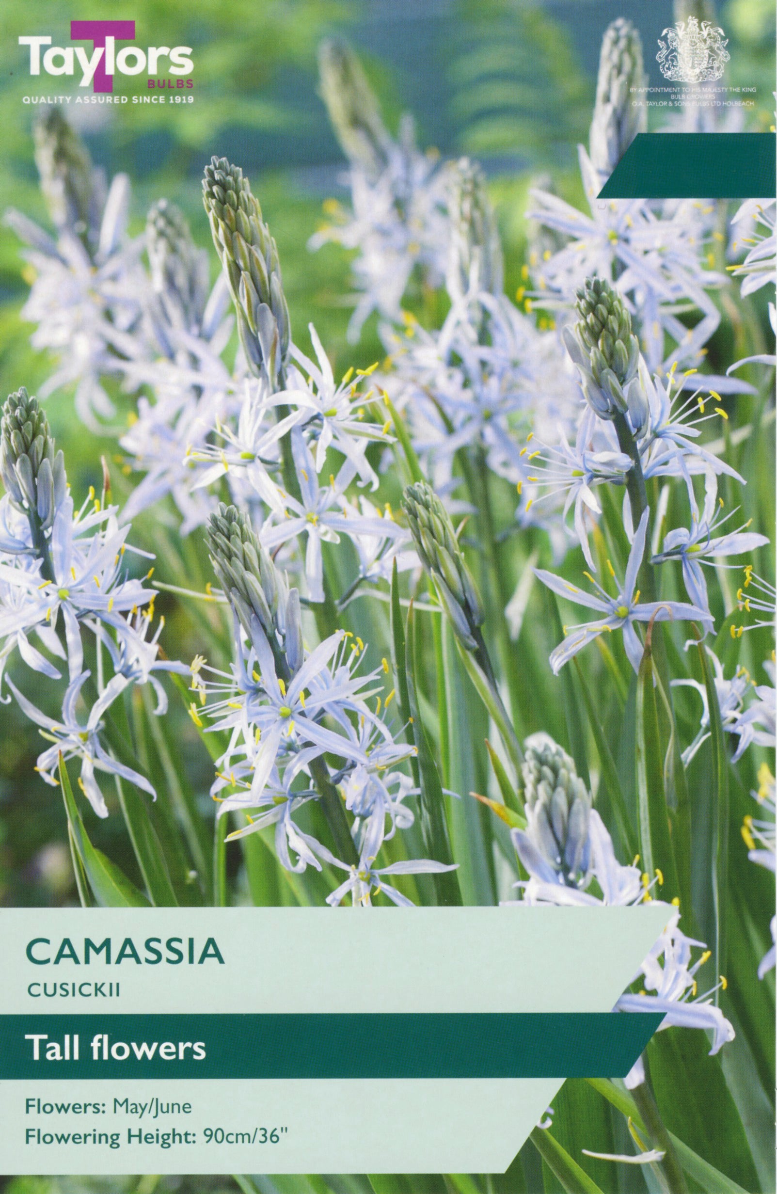 Plant packaging card for Camassia cusickii 'Tall flowers' showing a close-up photo of the plant in a field with white and pale blue tall flowers, green foliage, and text overlays including the Taylors logo and product details.
