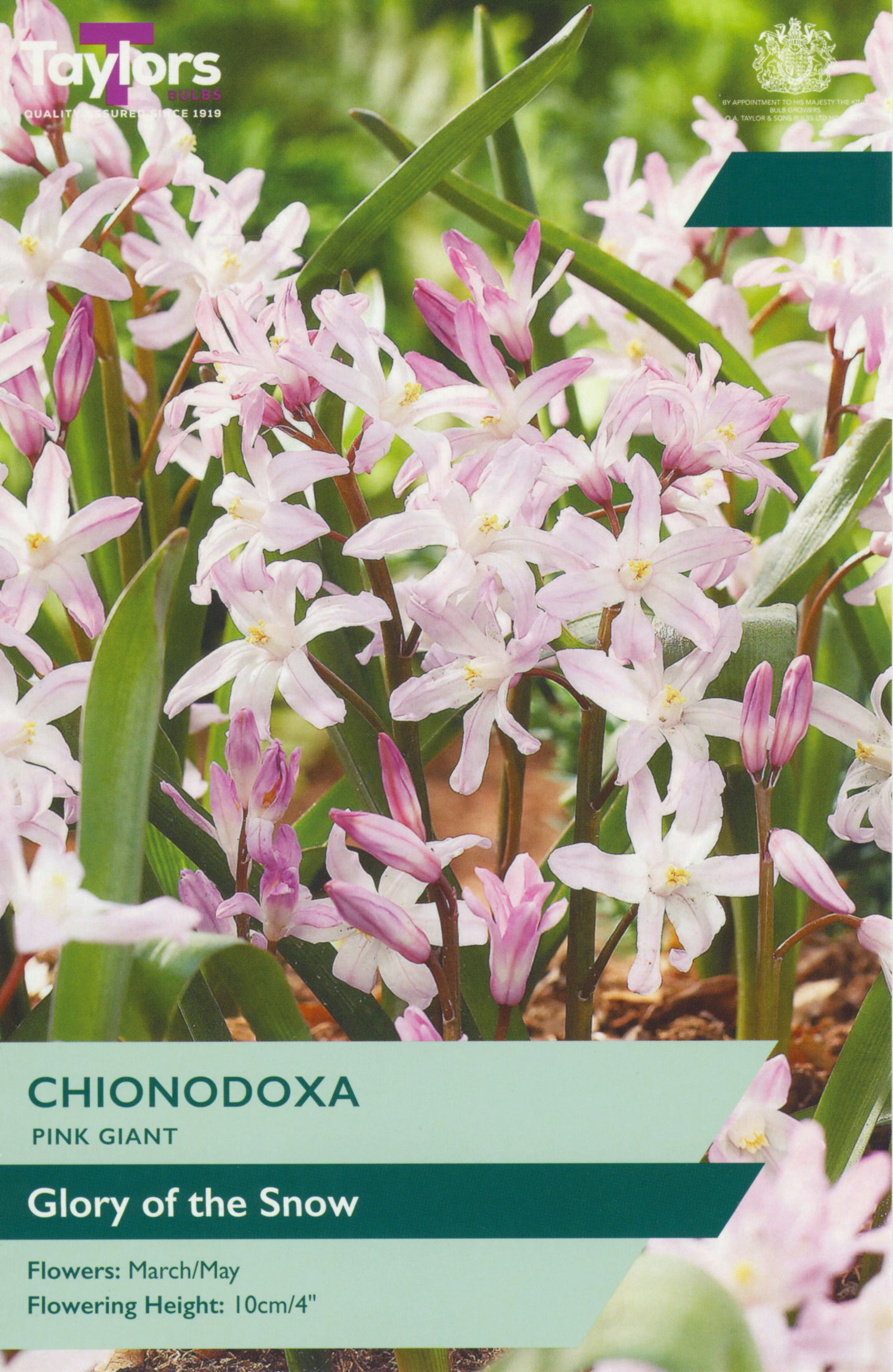 A product label or packaging graphic for Taylor's Chionodoxa Pink Giant, featuring a close-up photo of pink and white chionodoxa flowers with green leaves, overlaid with text reading 'Glory of the Snow' and growing details.